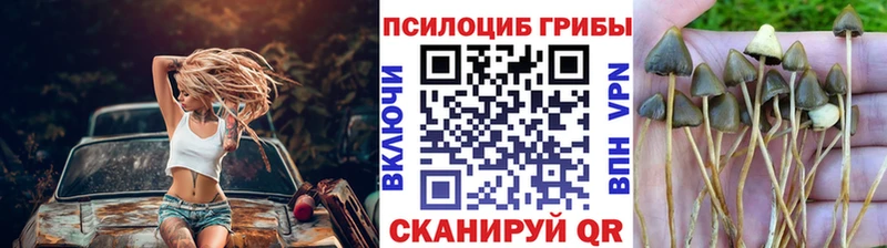 где продают   Таганрог  Псилоцибиновые грибы MAGIC MUSHROOMS 